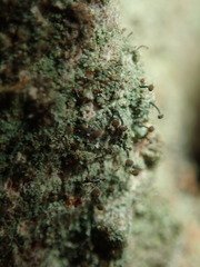 Chaenotheca trichialis