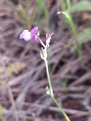 Linaria ricardoi