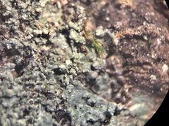 Pertusaria globularis