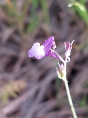 Linaria ricardoi