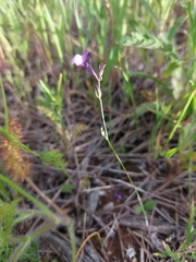 Linaria ricardoi