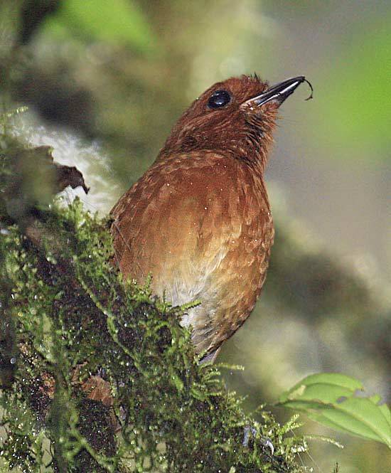 Chestnut Antpitta