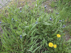 Anchusa arvensis arvensis