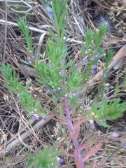 Verbena bracteata