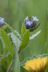 Anchusa arvensis arvensis