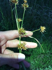 Rhynchospora indianolensis