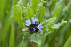 Anchusa arvensis arvensis