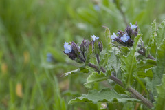 Anchusa arvensis arvensis