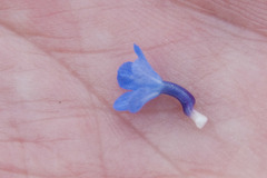 Anchusa arvensis arvensis