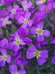 Aubrieta columnae italica