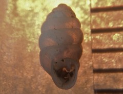 Gastrocopta armifera