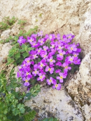 Aubrieta columnae italica