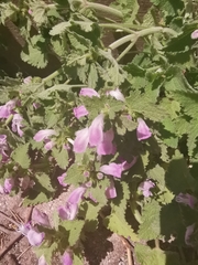 Lamium garganicum