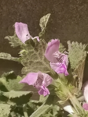 Lamium garganicum