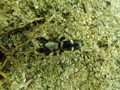 Sergiolus columbianus