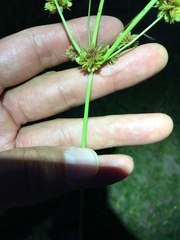 Cyperus acuminatus