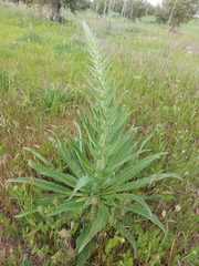 Echium boissieri