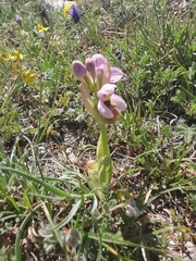 Ophrys tenthredinifera neglecta