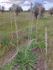 Echium boissieri