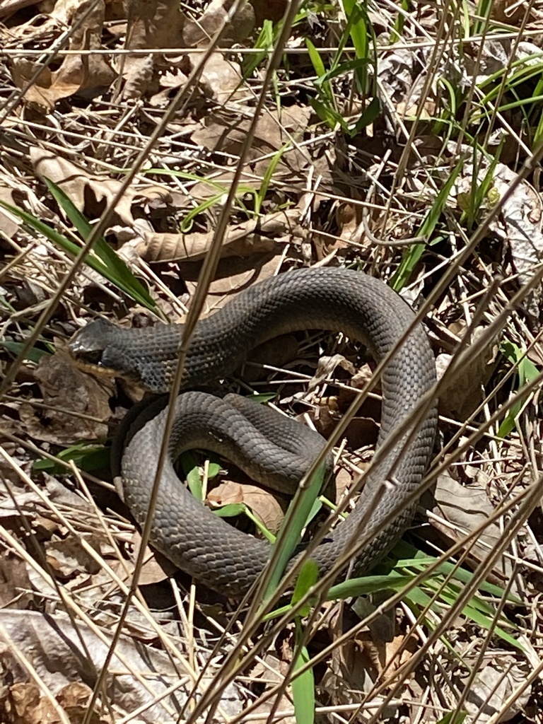 Eastern Hognose Snake from Vienna, IL, US on April 26, 2022 at 12:48 PM ...