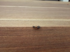 Harmonia axyridis