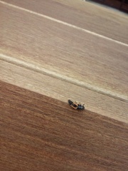 Harmonia axyridis