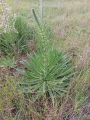 Echium boissieri
