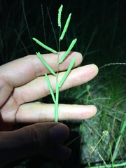 Paspalum denticulatum