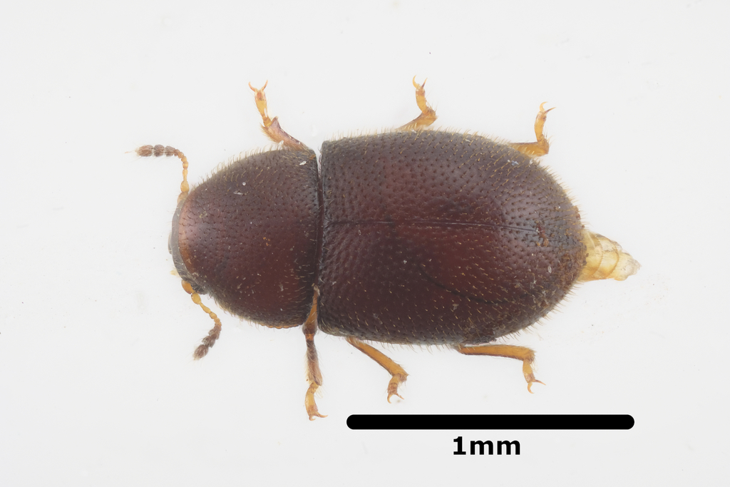 Atlantocis