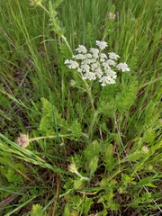 Daucus muricatus