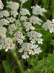 Daucus muricatus