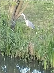 Ardea cinerea