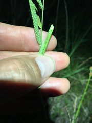 Paspalum denticulatum