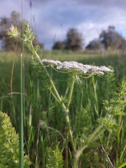 Daucus muricatus