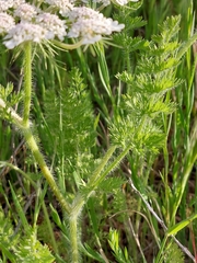 Daucus muricatus