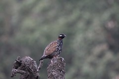 Francolinus francolinus