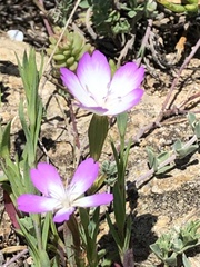 Eudianthe coeli-rosa