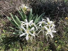 Pancratium illyricum