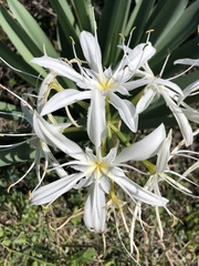 Pancratium illyricum