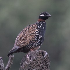 Francolinus francolinus