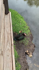 Cairina moschata domestica