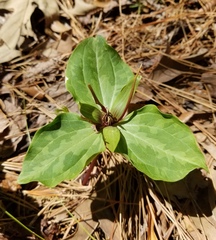 Trillium ludovicianum