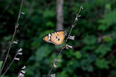 Danaus chrysippus