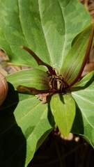 Trillium ludovicianum