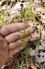 Galium uniflorum