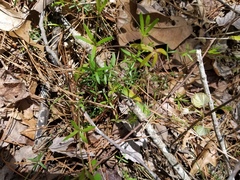 Galium uniflorum