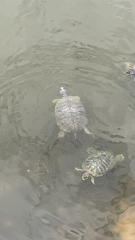 Trachemys scripta elegans