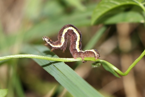 Spotted Sulphur photo 4