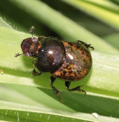 Onthophagus fracticornis