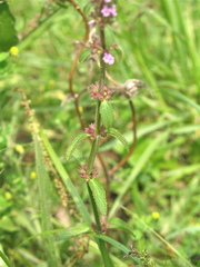 Stachys agraria